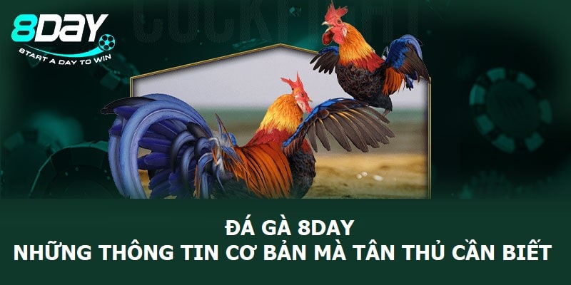 Đá gà 8Day - Những thông tin cơ bản mà tân thủ cần biết