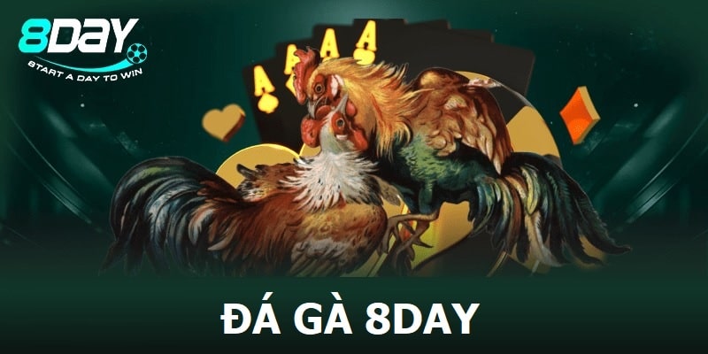 Đá gà 8Day